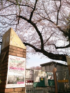 旧千川小学校 校門付近の桜