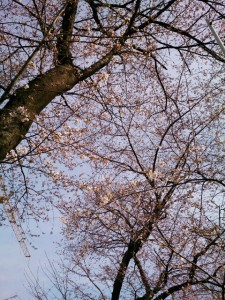 旧千川小学校 ふれあい広場付近の桜