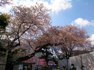 旧千川小学校 校門付近の桜 見ごろは少し過ぎましたがきれいでした