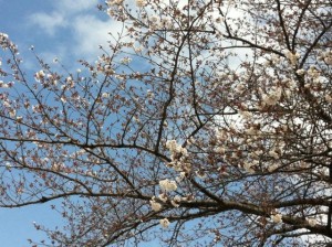 ふるさと千川（ひろば）東側